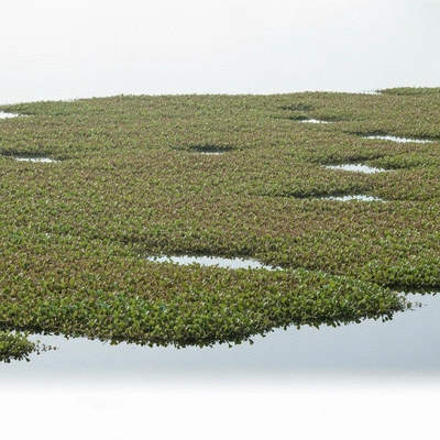 Dense mat of invasive aquatic weeds covering a section of a lake, showing environmental disruption