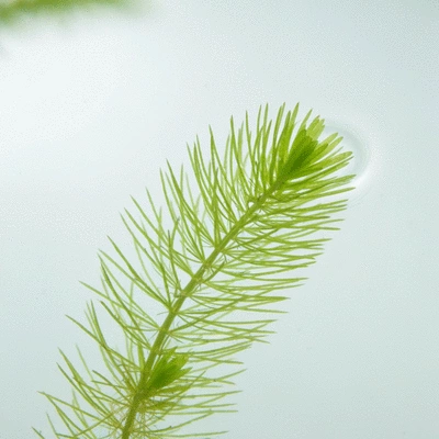 Close-up of small pondweed (Potamogeton pusillus) in clear fresh water, showing slender leaves and pale green stems, no text, no words, no typography, clean image, 8K