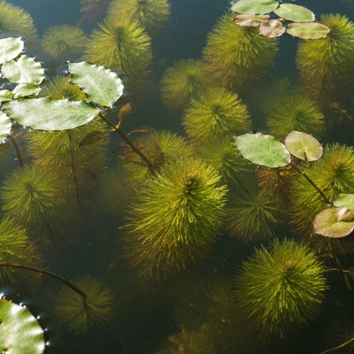 Close-up of various aquatic weeds in a clear pond, showing their distinct features and growth patterns