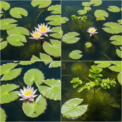 Close-up of different aquatic plant species in clear water, showing unique features for identification, no text, no words, no typography, clean image