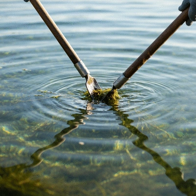 Close-up of mechanical removal of aquatic weeds from a clear lake, showing hand tools and clean water, natural lighting, no text, no words, no typography, clean image