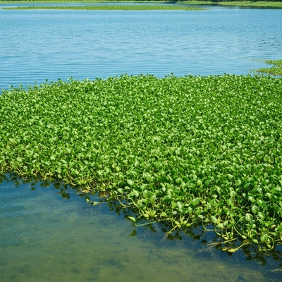 Dense aquatic weeds covering a section of a lake, showing environmental impact, no text, no words, no typography, clean image