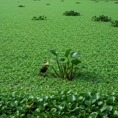 Dense mat of invasive aquatic weeds on a calm water surface, blocking sunlight, with a few struggling native plants visible, no text, no words, no typography, clean image