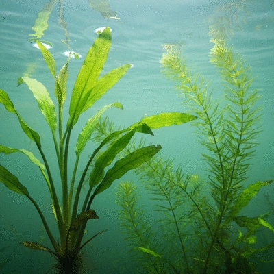 Close-up of healthy submerged aquatic plants in clear freshwater, showing flexible stems and varied leaf shapes, no text, no words, no typography, clean image