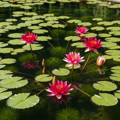 A pond with a section of clear water and a section of dyed water, showing the contrast