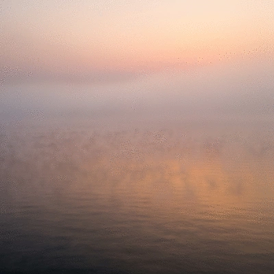 Dense aquatic weeds choking a clear pond, with visible impacts on water quality
