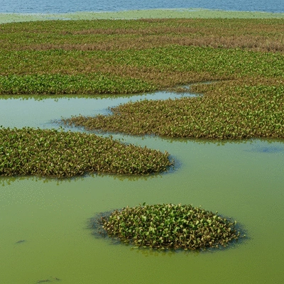 Dense aquatic weeds in a eutrophic lake, showing green murky water and overgrown vegetation, no text, no words, no typography, clean image