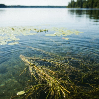 Aquatic weeds being mechanically removed from a clear, healthy body of water