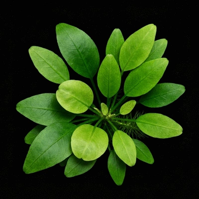 Close-up of different aquatic plant leaves, some rounded, some elongated, demonstrating various leaf shapes for identification